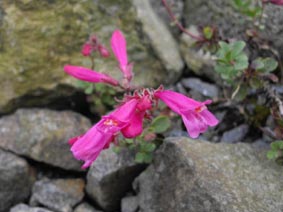 Penstemon newberryi
